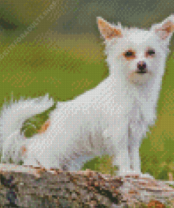 White Chorkie Puppy Diamond Painting