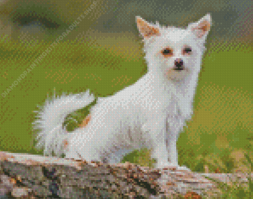 White Chorkie Puppy Diamond Painting