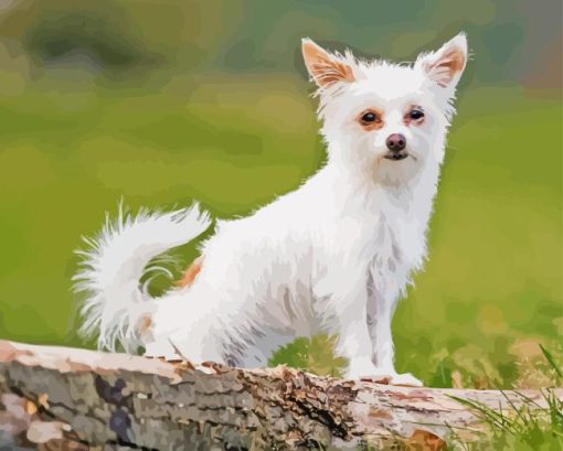 White Chorkie Puppy Diamond Painting