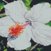 White Hibiscus Flower Art Diamond Painting