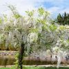 White Wisteria Flowering Tree Diamond Painting