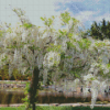 White Wisteria Flowering Tree Diamond Painting