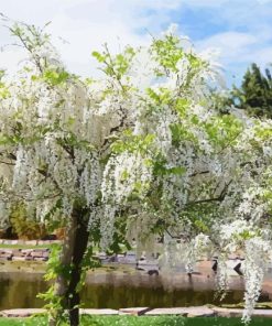 White Wisteria Flowering Tree Diamond Painting