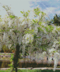 White Wisteria Flowering Tree Diamond Painting