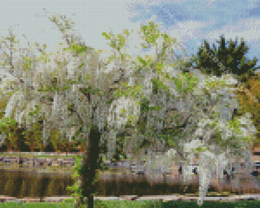 White Wisteria Flowering Tree Diamond Painting