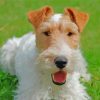 Wire Fox Terrier Diamond Painting