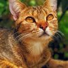 Adorable Abyssinian Cat Diamond Painting