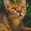 Adorable Abyssinian Cat Diamond Painting