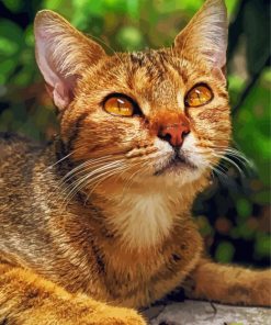 Adorable Abyssinian Cat Diamond Painting