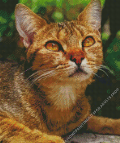 Adorable Abyssinian Cat Diamond Painting