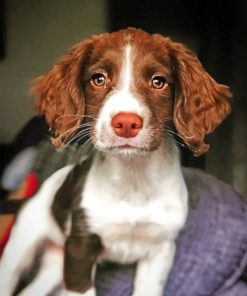 Adorable Springer Spaniel Diamond Painting