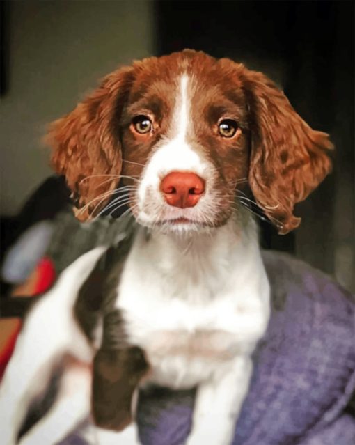 Adorable Springer Spaniel Diamond Painting