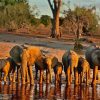 African Elephants In Botswana Diamond Painting