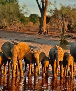 African Elephants In Botswana Diamond Painting