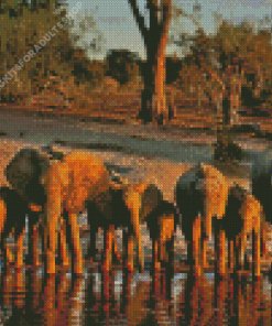 African Elephants In Botswana Diamond Painting