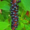 American Pokeweed Diamond Painting