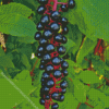 American Pokeweed Diamond Painting