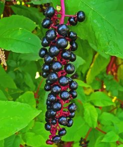 American Pokeweed Diamond Painting