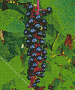 American Pokeweed Diamond Painting