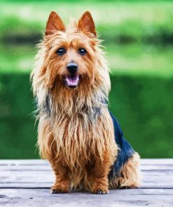 Australian Silky Terrier Diamond Painting