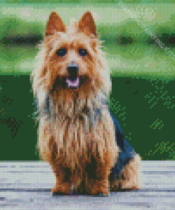 Australian Silky Terrier Diamond Painting