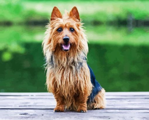 Australian Silky Terrier Diamond Painting