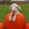 Baby Goats On Pumpkins Diamond Painting