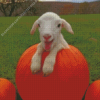 Baby Goats On Pumpkins Diamond Painting