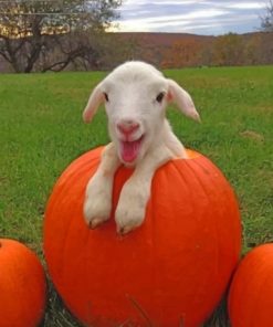 Baby Goats On Pumpkins Diamond Painting