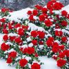 Beautiful Red Roses In Snow Diamond Painting