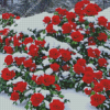 Beautiful Red Roses In Snow Diamond Painting