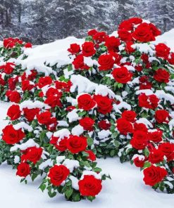 Beautiful Red Roses In Snow Diamond Painting