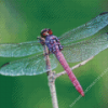 Beautiful Purple Dragonfly Diamond Painting