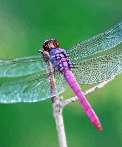 Beautiful Purple Dragonfly Diamond Painting