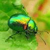 Beetle Bug on Leaf Diamond Painting