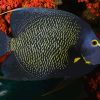 Black Angelfish With Orange Flowers Diamond Painting