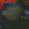 Black Angelfish With Orange Flowers Diamond Painting