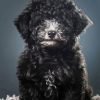 Black Miniature Poodle Diamond Painting