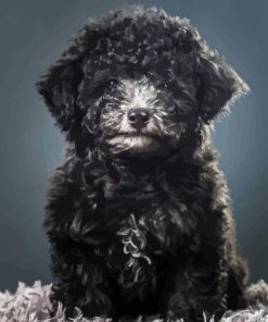 Black Miniature Poodle Diamond Painting