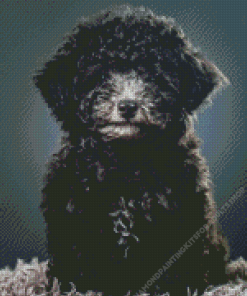 Black Miniature Poodle Diamond Painting