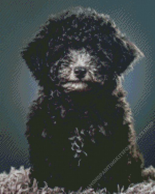 Black Miniature Poodle Diamond Painting