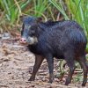 Black Peccary Diamond Painting