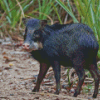 Black Peccary Diamond Painting