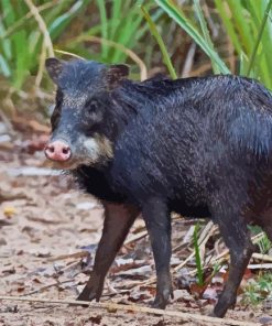 Black Peccary Diamond Painting