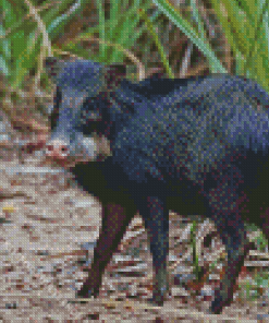 Black Peccary Diamond Painting