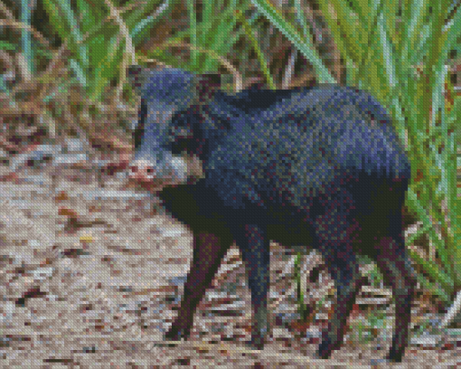 Black Peccary Diamond Painting