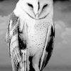 Black And White Owl Bird Diamond Painting