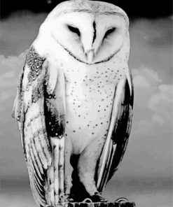 Black And White Owl Bird Diamond Painting