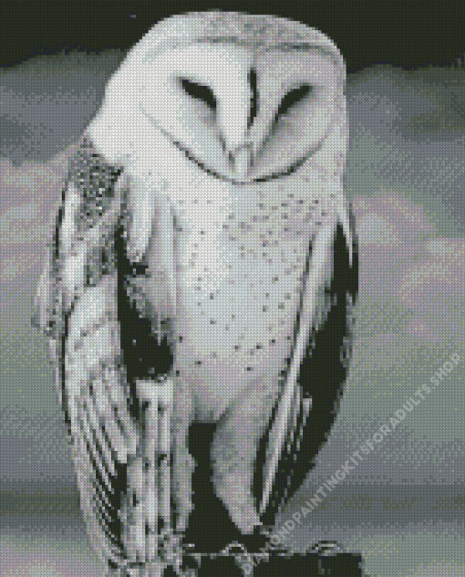 Black And White Owl Bird Diamond Painting