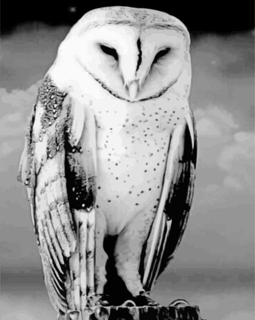 Black And White Owl Bird Diamond Painting